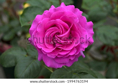 Pink rose (Rosa sp.) flower, cultivar Chartreuse de Parme, Bavaria, Germany Royalty-Free Stock Photo #1994763194
