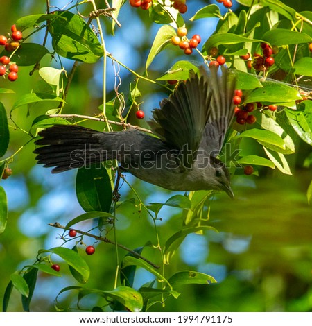 Gray catbird taking flight from a berry bush 