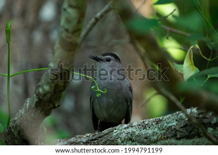 Gray catbird perched on a branch in a dense forest