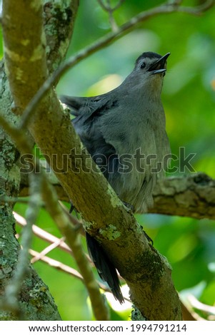 Gray catbird perched on a branch in a dense forest