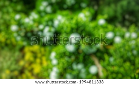 Defocused abstract background of Platycladus orientalis fruit. Blurred green pattern of foliage and fruit.