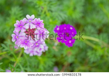 Ground- morning glory flower (Scientific name: Convolvulus sabatius viv.)