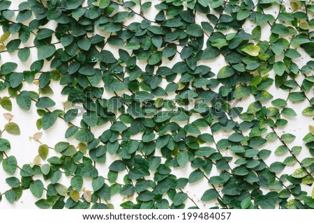 The Green Creeper Plant on the Wall background