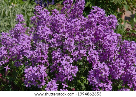 Summer Flowering Lilac Purple Flower Heads on a Dame's Violet or Sweet Rocket Plant (Hesperis matronalis) Growing in a Herbaceous Border in a Country Cottage Garden in Rural Devon, England, UK