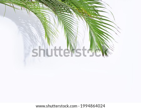shadow of green palm leaves., nature background 


