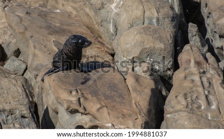 Baby seal pup sitting on rock