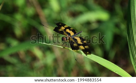 Variegated Flutterer (Common Picture Wing).