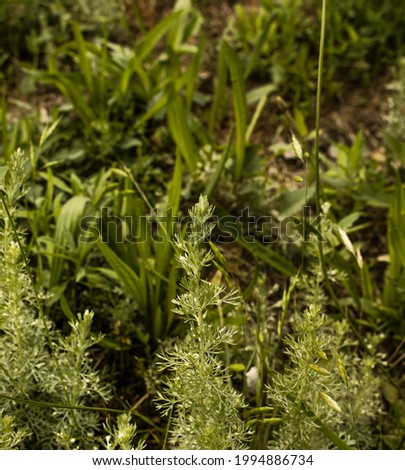 Leaves of wormwood tauricum on a dark background, beautiful green wormwood for the background. A folk remedy for hygiene. Artemisia taurica Willd, absinthe wormwood close up