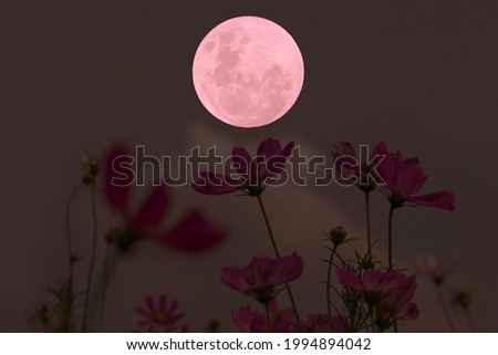 Full moon with cosmos flowers silhouette at night.