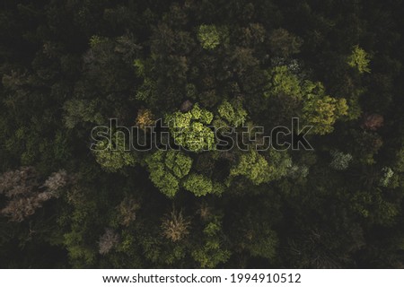 Top Shot from German mixed forrest - High Res picture of beautiful woods