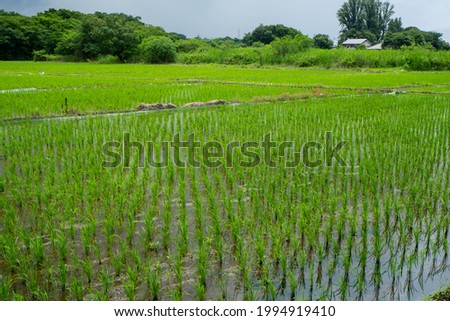 Rice fields in June with clear planting