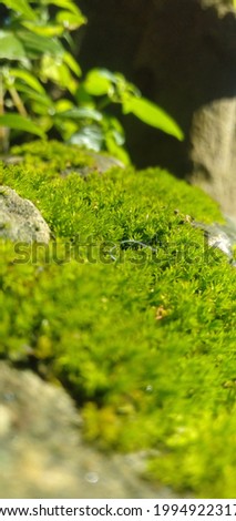 coral rock, morning sun moss background 