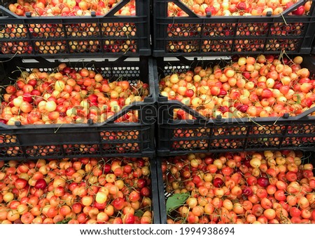 Harvest of white and red cherry berries in black boxes. Summer Market Sale