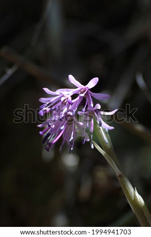 Lavender pink flowers are blooming in the forest.
