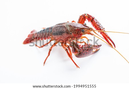 A fresh crayfish on white background Royalty-Free Stock Photo #1994951555