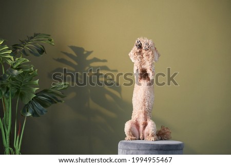 the poodle is waving its paw. dog indoors. happy pet against the background of a green wall 
