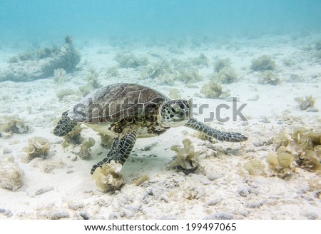 Green Sea Turtle (Chelonia mydas), Klein Curacao, Dutch Caribbean, Curacao