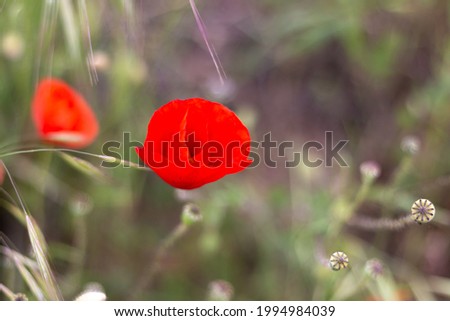 Picture of a beautiful red poppy flower in a green natural field.