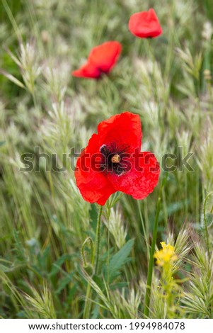 Picture of a beautiful red poppy flower in a green natural field.