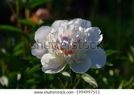 Close-up of tender white, with light shades of purple, peony in the natural environment of a summer garden in contrasting yellowish sunlight in the evening.