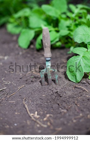 large vertical photo. summer time. gardening Tools. garden tools. vintage. old rusty metal trident inserted into the ground against a background of blurred leaves.