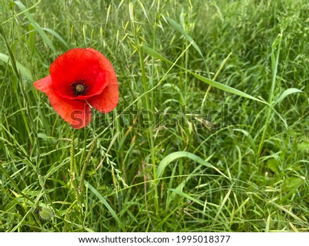 Wild poppies in a grassy meadow