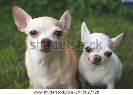 Close up image of  two difference size Chihuahua dogs sitting on green grass in the garden, smiling and looking at camera, selective focus on big dog.