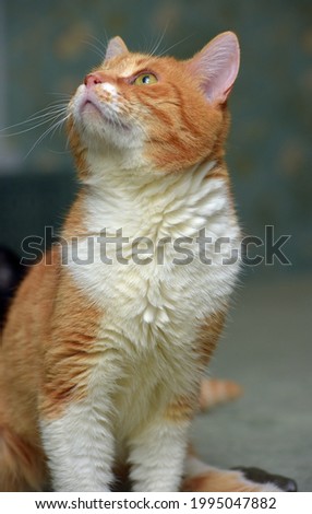 ginger cat with a broken leg and a fixing structure on the paw