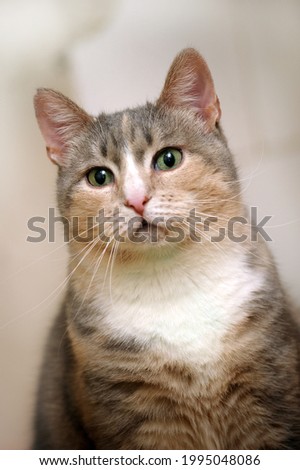 adult cute plump tricolor cat white with gray and red