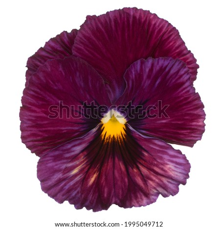 Studio Shot of Burgundy-red Colored Pansy Flower Isolated on White Background. Large Depth of Field (DOF). Macro. Close-up.