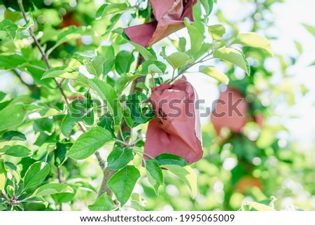 Fruit tree planting technology, the fruit is protected by paper bags and effective light