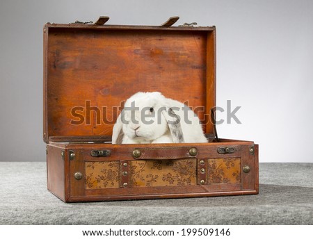 A rabbit in a suitcase. Photo taken in a studio