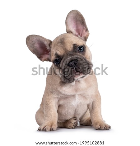 Adorable fawn French Bulldog puppy, sitting up facing front. Looking curious towards camera with blue eyes and cute head tilt. Isolated on a white background. Royalty-Free Stock Photo #1995102881