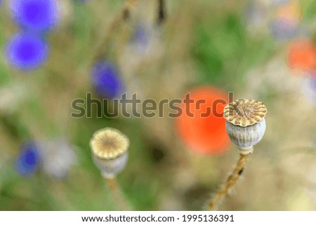 Poppy blooming in a garden. France.