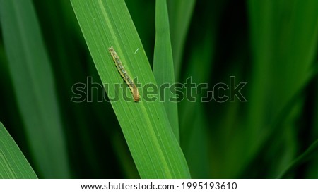 The rice leaf worms damage the rice fields, causing the rice leaves to reduce photosynthesis.