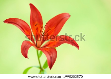 Orange lily flower on green blurred background