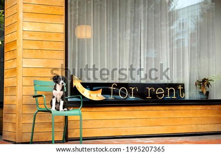 cute black and white puppy sitting on a green chair in front of a store that is for rent, for rent sign in the window