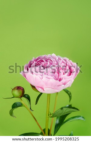 Pink peony on a green background. Front view