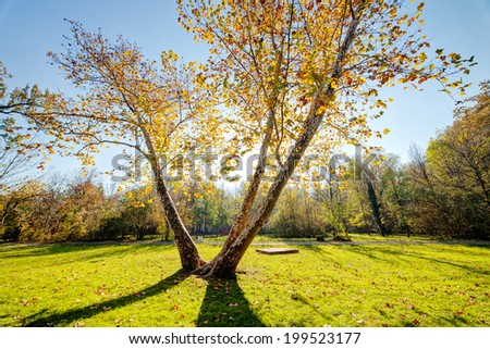 trees with fallen leaves