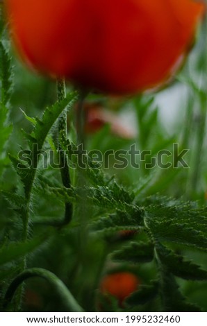 red poppy bush close-up, free space