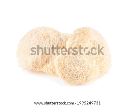 lion mane mushroom isolated on white background. Royalty-Free Stock Photo #1995249731
