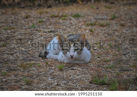 Little striped kitten sitting in the grass