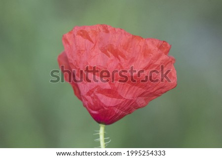 Papaver species small poppies of intense red color with blue stamens and green pistil, on a green unfocused background flash lighting