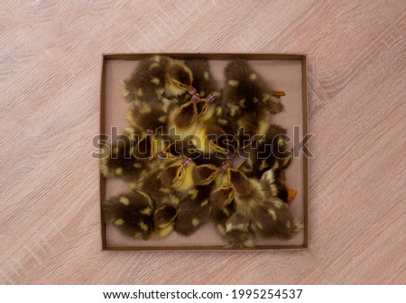 Box with small ducklings on a wooden background.
