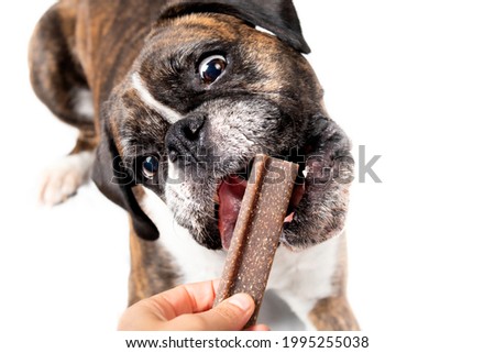 Dog with dental chew stick in front of open mouth. Top view of female boxer dog receiving a large brown veggie treat from owners hand. Dog in action. Selective focus. Isolated on white.