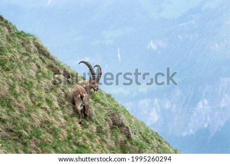 Alpine ibex in the Switzerland mountains. Ibex moving in the Alps. European wildlife nature during spring season.