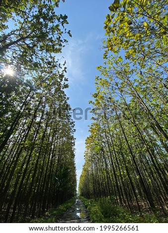Teak tree forest is one of the alternative roads in Klapanunggal District, Bogor Regency, Indonesia which is still very beautiful and cool