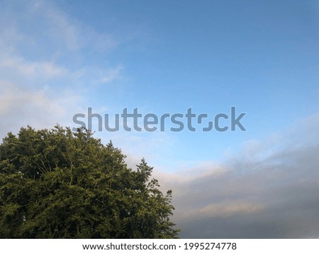 It’s a picture of the sky with a big tree.