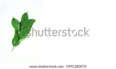 Fresh green bay leaves isolated on white background