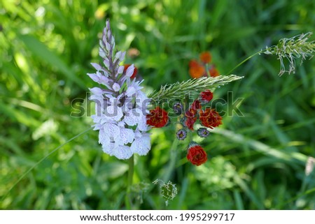 mood picture of spring bouquet in the meadow on sunny day with light purple spotted orchid